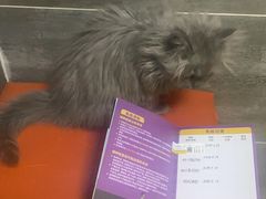 -美联众合宠物医院·爱萌分院·内外科·猫科中心