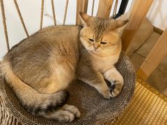 -柴迷FANS CLUB·柴犬狗咖·猫咖