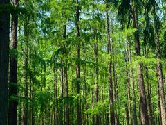 -渌洋湖湿地公园