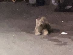 -味千拉面(双井店)