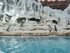 -帝企鹅自助餐厅•儿童岛•真企鹅(长隆企鹅酒店)