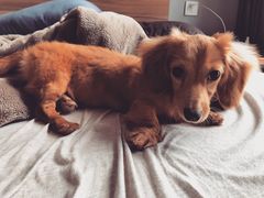 -翊宠yipet猫狗购宠庄园犬舍•猫舍