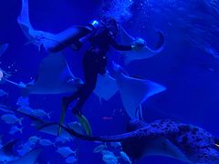 -烟台海昌鲸鲨海洋公园
