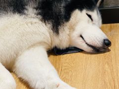 -Husky Go! 哈士奇体验馆·宠物咖啡厅狗咖
