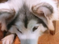 -李小姐の猫咖啡馆(五角场店)
