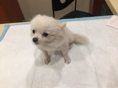 -艾贝尔宠物医院·24H转诊中心·肿瘤猫专科(江宁双龙店)