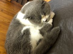 -喵园·猫主题咖啡厅·撸猫·猫咖(国贸店)