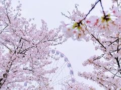 -顾村公园