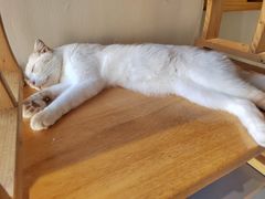 -藏猫猫咖啡主题馆(中央大道店)