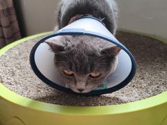 -瑞鹏宠物医院·爱宠堂·骨外专科(西荷分院)