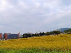 -光明小镇欢乐田园