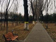 -大兴滨河森林公园