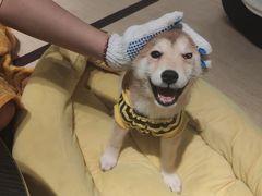 -逗柴咖啡屋·狗咖猫咖宠物桌游