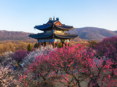 -梅花山(明孝陵内)