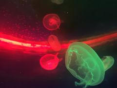 -福州罗源湾海洋世界旅游区