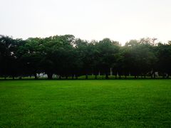 大草地-中山大学学者灵芝(园南路店)