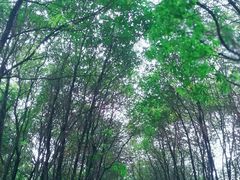 -南国桃园旅游度假区