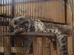 -青藏高原野生动物园