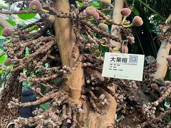 -呀路古热带植物园