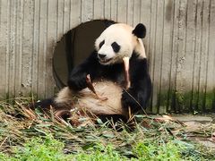 -卧龙中华大熊猫苑神树坪基地