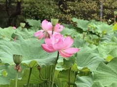 -陈家山荷花公园