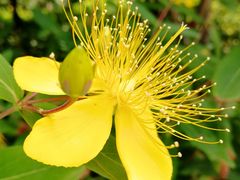 -洋湖国家湿地公园