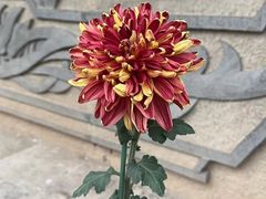 -国家植物园