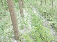 -合肥滨湖国家森林公园