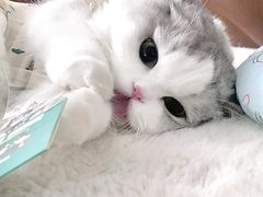 -Bastet sally猫舍购宠(静安店)