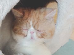 -Sweet cat·星愿猫咖(国贸大厦店)