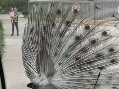 -北京麋鹿生态实验中心