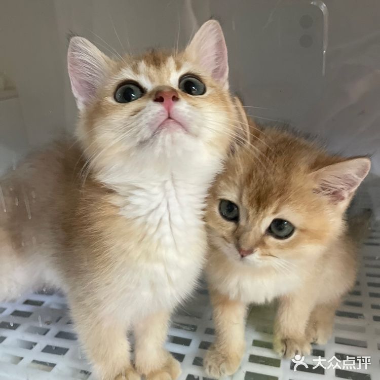 哗🙀全网no.1的猫舍原来在这里㊙️养猫有明灯🐈保180天