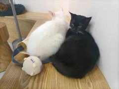 -Heymao猫咖.咖啡厅(东门店)