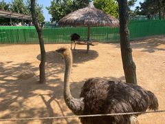 -西霞口神雕山野生动物世界