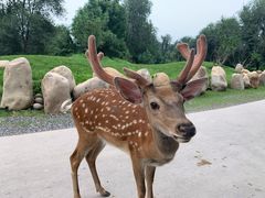 -北京野生动物园