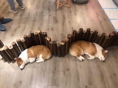 -浣熊柯尔鸭土拨鼠·电玩咖