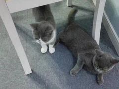 -喵的天空名猫咖啡馆·撸猫·猫舍·用品