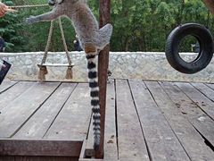 -青岛森林野生动物世界