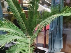 -三强鸽子(胜利路店)