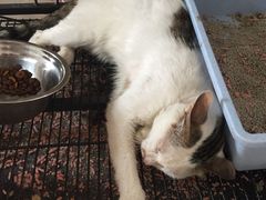 -东莞宠友24H宠物中心医院·转诊夜诊·异宠(新河北路院)