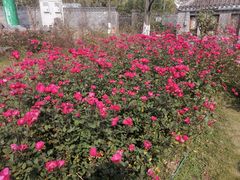 -花溪公园