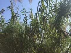 -梁鸿国家湿地公园