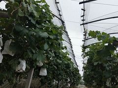 -马陆小张葡萄园农家乐