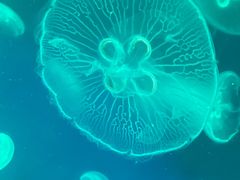 -江和美海洋公园