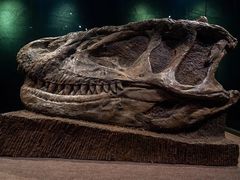 -自贡恐龙博物馆