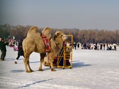 -北陵公园