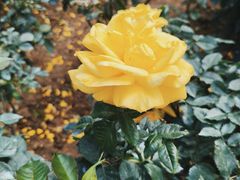 -人民公园(罗湖区)