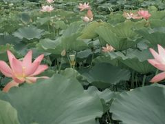 -漳泽水库水上公园