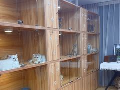 -猫十亿·布偶金渐层·曼基康矮脚猫舍(青年路店)