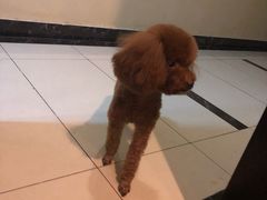 -派多格宠物·购宠(靛厂路店)